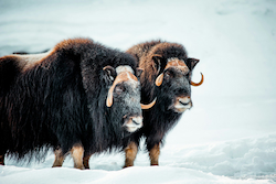 Musk Ox