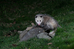 Opossum