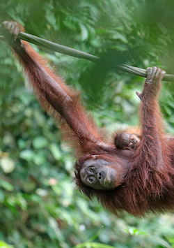 Orangutan