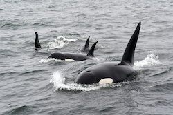 Orca