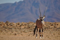 Oryx