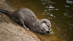 Otter