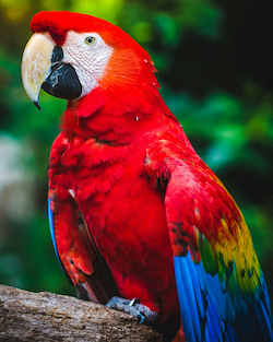 Parrot