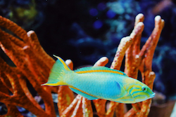Parrotfish