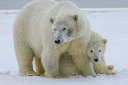 Polar Bear