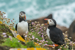 Puffin