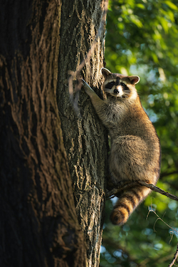 Raccoon