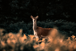 Red Deer