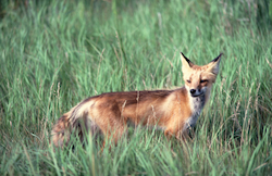 Red Fox