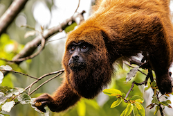 Red Howler Monkey