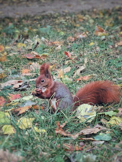 Red Squirrel