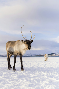 Reindeer