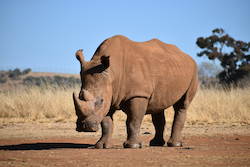 Rhino