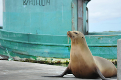 Sea Lion