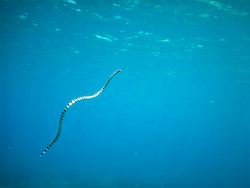 Sea Snake