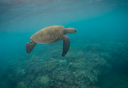 Sea Turtle