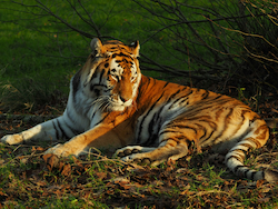 Siberian Tiger