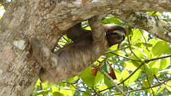 Sloth