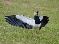 Southern Lapwing