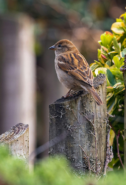 Sparrow