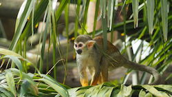 Squirrel Monkey