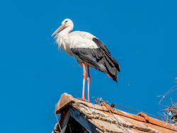 Stork