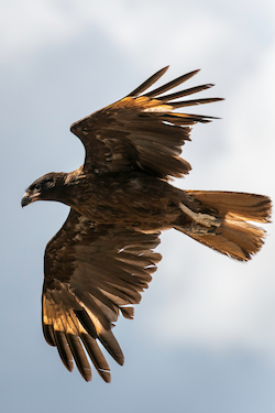 Striated Caracara