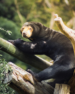 Sun Bear