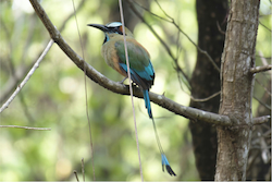 Turquoise-browed Motmot