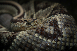 Viper