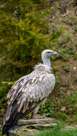 Vulture