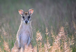 Wallaby