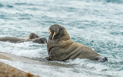 Walrus