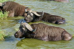 Water Buffalo