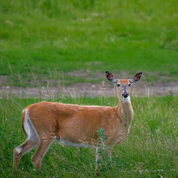 White-tailed Deer