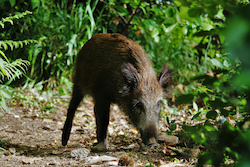 Wild Boar