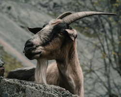 Wild Goat