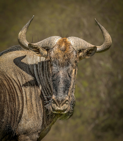 Wildebeest