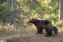 Wolverine