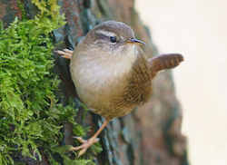 Wren