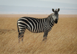 Zebra
